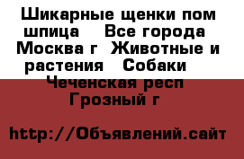 Шикарные щенки пом шпица  - Все города, Москва г. Животные и растения » Собаки   . Чеченская респ.,Грозный г.